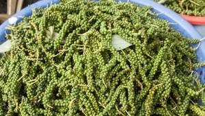 Pimiento Verde de Alta Calidad – Sabor Fresco, Larga Duración, Fresco y Natural // Mr.Tom - Product Image 3