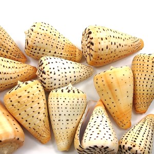 Conchas de caracol naturales de bajo costo y alta calidad para manualidades y decoración del hogar. - Product Image 1