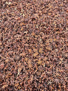Anís Estrellado Entero de Alta Calidad, Marca IIGlobal de Vietnam, Secado y Procesado, 2.5 cm de Diámetro, 100% Puro y Natural, Especias de Calidad de Exportación - Product Image 4