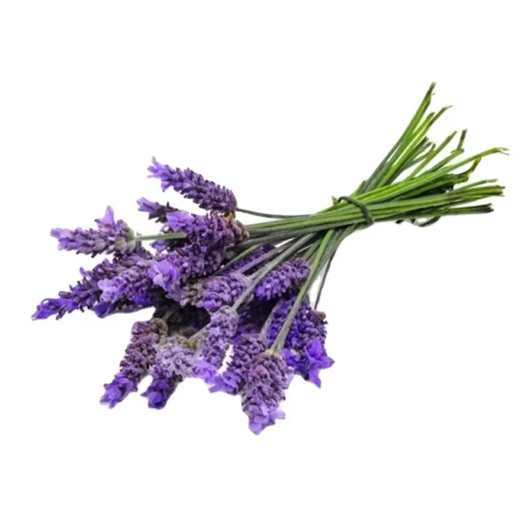 Pure & Natural Lavender Oil GMP/ ISO