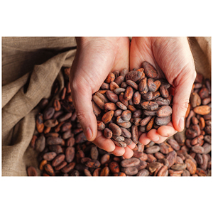 Cheap Rate Wholesale Best Cocoa <b>Beans</b> For Sale In bulk - Product Image 5