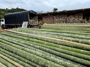 Postes de Bambú Ecológicos Hechos en Vietnam – Ideales para Uso en Exteriores y Estructural - Product Image 4