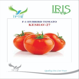 IRIS Hybrid Vegetable <span class=keywords><strong>F1</strong></span> Hybrid Keshav 27 Semences de tomates cerises fraîches Variété de tomates fraîches - Product Image 6