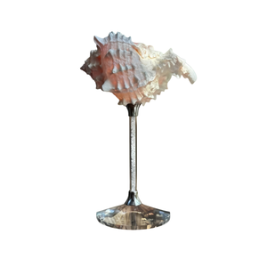 Handmade Vietnam Natural Nautilus Seashell Wine Glass Crafted with Genuine Seashell for Home Decoration, Gifts and Table Display - Product Image 2
