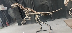 Nuevo producto Hueso <span class=keywords><strong>de</strong></span> dinosaurio <span class=keywords><strong>de</strong></span> tamaño real para <span class=keywords><strong>parques</strong></span> temáticos y museos <span class=keywords><strong>de</strong></span> <span class=keywords><strong>dinosaurios</strong></span> DINOSKY - Product Image 5