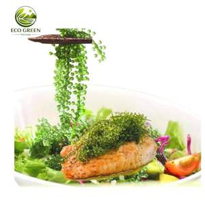 Uvas de Mar Deshidratadas Premium (Umibudo) Listas para Comer, Caviar Verde Natural de Algas, Superalimento Vegano de Calidad de Exportación - Product Image 6