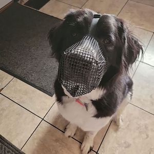 Bozal Ajustable de Malla Suave para Mascotas, Cubre Boca Transpirable para Perros con Correa para Cuello y Frente para Entrenamiento y Comportamiento - Product Image 3