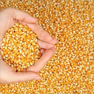 Maíz Amarillo y Blanco Orgánico Sin OMG, Maíz Dulce Seco para Consumo Humano y Animal, Precio de Fábrica, Venta Caliente - Product Image 4