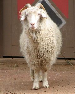 Chèvres Angora pour l'élevage commercial de mohair et la vente en gros - Marque NMF (PVT) LTD - Fabricant d'Afrique du Sud - Product Image 2