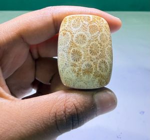 Coral Fósil Natural, Cabujón de Cristal Pulido, Gemas Minerales de Alta Calidad, Formas Mixtas, Materiales a Granel para la Fabricación de Joyería - Product Image 3