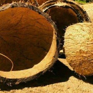 Cáscaras de Coco Secas Trituradas de Grado Industrial, Carbón Activado de Alta Absorción, Suministro a Granel, Vida Útil de 3 Años, Tamil - Product Image 6