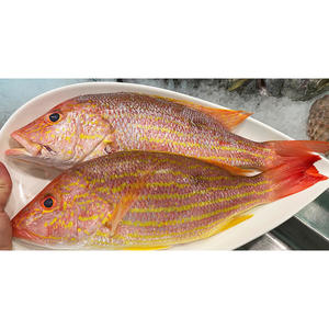 Pescado al por mayor: Tilapia roja fresca congelada y pargo rojo para compradores de tilapia. - Product Image 3