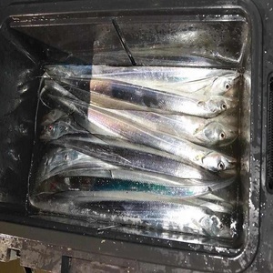 Poisson ruban congelé de qualité supérieure pour les importateurs de produits de la mer, avec une transformation propre et une offre en gros fiable. Meilleur poisson ruban congelé. - Product Image 5