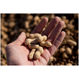 Cacahuetes crudos con cáscara, cacahuetes secos de alta calidad del Reino Unido, los más vendidos, al por mayor, nueva cosecha - Product Image 1
