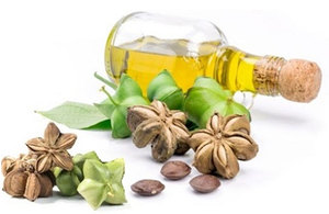 Aceite de Sachi de la Mejor Calidad, Procedente de Semillas Naturales Secas, Tipo de Procesamiento Crudo, Directamente de Vietnam - Product Image 6