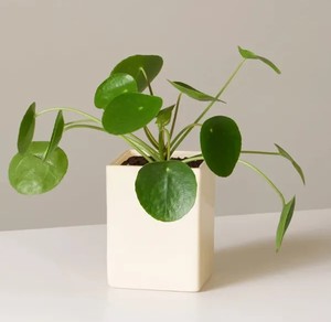 Maceta Cuadrada de Cerámica Mate con Orificio de Drenaje, Diseño Moderno y Minimalista, Soporte Duradero para Plantas de Interior - Product Image 1