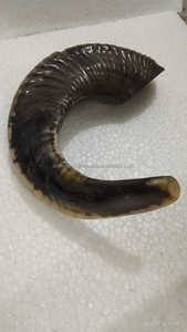 Kosher Shofar-claxon de Ram Natural, instrumento Musical pulido Natural usado para propósitos religiosos, por craftssy Home, venta al por mayor - Product Image 2