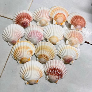 Conchas de vieira, material natural de conchas marinas para decoración del hogar, proyectos de manualidades y fabricación de souvenirs, proveedor de Vietnam. - Product Image 6