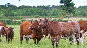Proveedor Mayorista de Ganado Shorthorn para Criadores de Ganado y Empresas Agrícolas - Product Image 3