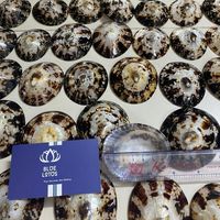 EN STOCK : Cache-sein en coquille de limette pour soutien à l'allaitement et protection des mamelons