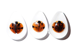 Cabochon Six Star Ladybird Beetle Pear Shape cut <b>top</b> 25x17 mm White Flat Bottom for Crafts and Jewelry Making - Product Image 4