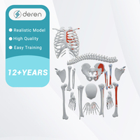 Modelo de Esqueleto Humano Desarticulado DRS1016 con Puntos de Origen e Inserción Muscular, Juego Completo de Huesos Anatómicos para Estudio Médico