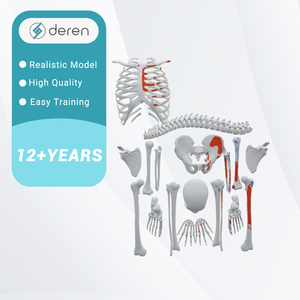 Modelo de <span class=keywords><strong>Esqueleto</strong></span> <span class=keywords><strong>Humano</strong></span> Desarticulado DRS1016 con Puntos de Origen e Inserción Muscular, Juego Completo de <span class=keywords><strong>Huesos</strong></span> Anatómicos para Estudio Médico - Product Image 1