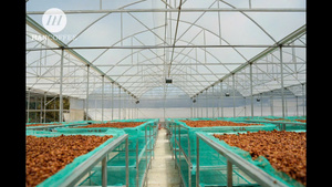 Café en grains entiers de qualité supérieure, mélange standard du Vietnam, marque privée, 70% Robusta 20% Arabica, torréfié, emballé en sachets - Product Image 6