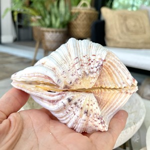 Concha de almeja gigante natural, precio más bajo, concha marina, decoración con temática oceánica, conchas marinas al por mayor - Product Image 3