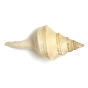 Conchas marinas para acuarios, accesorios para peceras, conchas marinas decorativas en oferta, conchas naturales de playa - Product Image 3
