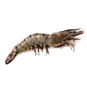กุ้งลายเสือแช่แข็งคุณภาพสูงราคาถูก รสชาติหลากหลาย น้ำหนัก 10-20 กก. - Product Image 2