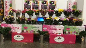 Cajas de papel corrugado para embalaje de fruta fresca, cartón reciclable para vegetales - Product Image 6