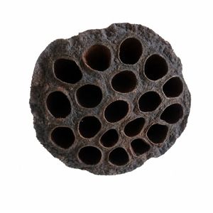 AQUA VRIKSHA Capsules de lotus naturelles de qualité supérieure pour aquarium, bassin à poissons Betta, bassin à crevettes et aquascaping |   9-11 cm | Lot de 10 - Product Image 1