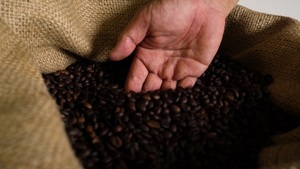 Café en grains entiers Dalakon Tay Nguyen, naturel/transformé à sec, de haute qualité, torréfaction italienne, Liberica, sac de 0,5 kg, 2 ans - Product Image 5