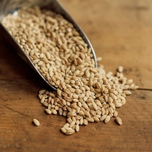 Cebada Orgánica en Grano de Ucrania para Elaboración de Cerveza - Alta Calidad 100% Pura Natural Cosecha Reciente Stock a Granel Disponible - Product Image 1