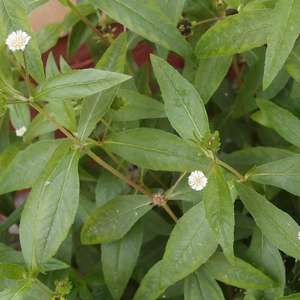 100% poudre de Bhringraj organique pure pour la santé des cheveux et du cuir chevelu fabricant indien de soins à base de plantes en vrac d'Inde - Product Image 4