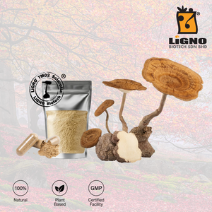 Fournisseur de confiance en Malaisie LiGNO Biotech TM02 Poudre de champignon Lactarius sambucinus certifiée Halal et Casher, qualité alimentaire, séchée à froid, OEM - Product Image 1