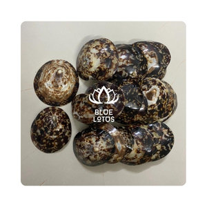 Conchas marinas vietnamitas pulidas ovaladas de la marca Blue Lotus Farm, muy vendidas. - Product Image 2
