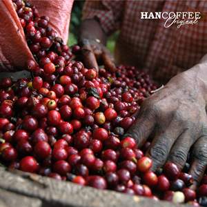 HANCOFFEE, el Más Barato, Café Verde Robusta Arábica Premium de la Cosecha 2026 de Vietnam, Granos Verdes Enteros, Empacado a Granel en Bolsas de 60 kg - Product Image 4