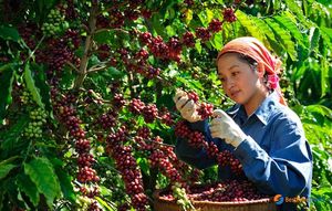 HANCOFFEE NOUVELLE RÉCOLTE Grains de café Robusta crus/verts - Prix de gros le plus bas - Conditionnés en sacs de 60 kg / sacs en PP / sacs en jute - Product Image 2