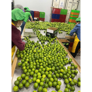 Citron vert frais vietnamien sans pépins, agrumes naturels pour supermarchés, acheteurs de services alimentaires, magasins de jus et importateurs - Product Image 5