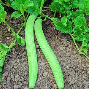 เมล็ดแตงโมยาว KAKRI TAR - Product Image 1