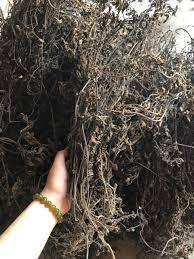 Hojas de Pasto Seco sin Azufre de Primera Calidad, Mesona Chinensis para el Mercado Europeo y Estadounidense - Product Image 6