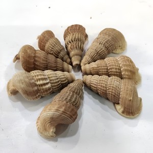 Perles en coquillages marins, coquillages en spirale, coquillages de mer à bon prix, vente en gros de coquillages, différents types de coquillages - Product Image 4