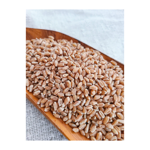 Grains de blé de qualité fournis pour le commerce de gros avec une disponibilité fiable en vrac - Product Image 3