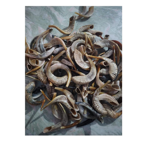 Corne de Shofar en Corne de Bœuf Naturelle Artisanale la Plus Vendue, Prix de Gros en Inde, Qualité Standard Spéciale Supérieure - Product Image 4