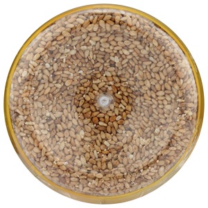 Graines de sésame brun de qualité export premium, soigneusement nettoyées, riches en huile naturelle, conditionnement en vrac pour les acheteurs importateurs et la vente en gros - Product Image 6