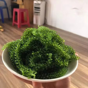 Dried Sea Grapes natural Caulerpa lentillifera material for salad topping sushi garnish ingredient Vietnam supplier - Product Image 1