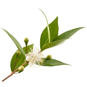 Tinh Khiết Tự Nhiên Chanh Myrussy Tinh Dầu Cao Cấp Chất Lượng Dầu Hương Liệu Hữu Cơ Điều Trị Cấp Tinh Dầu Cho Da - Product Image 2