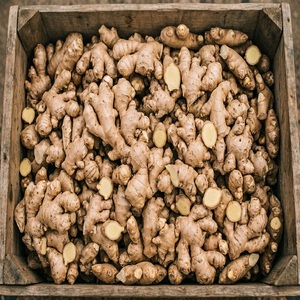 Raíz de Jengibre Orgánica Cuidadosamente Seleccionada, Producto Natural Frescamente Cosechado, Apta para Mezclas de Especias, Té, Bebidas y Recetas de Jugos - Product Image 1
